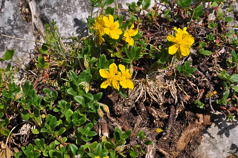 Helianthemum nummularium ssp tomentosum