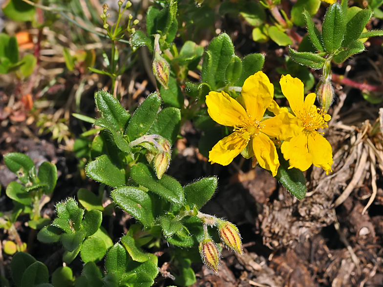 Helianthemum nummularium var tomentosum