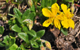 Helianthemum nummularium var tomentosum