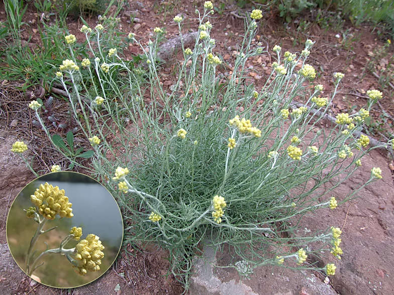 Helichrysum stoechas