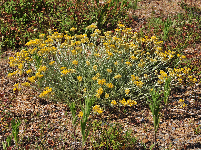 Helichrysum stoechas