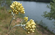 Helichrysum stoechas