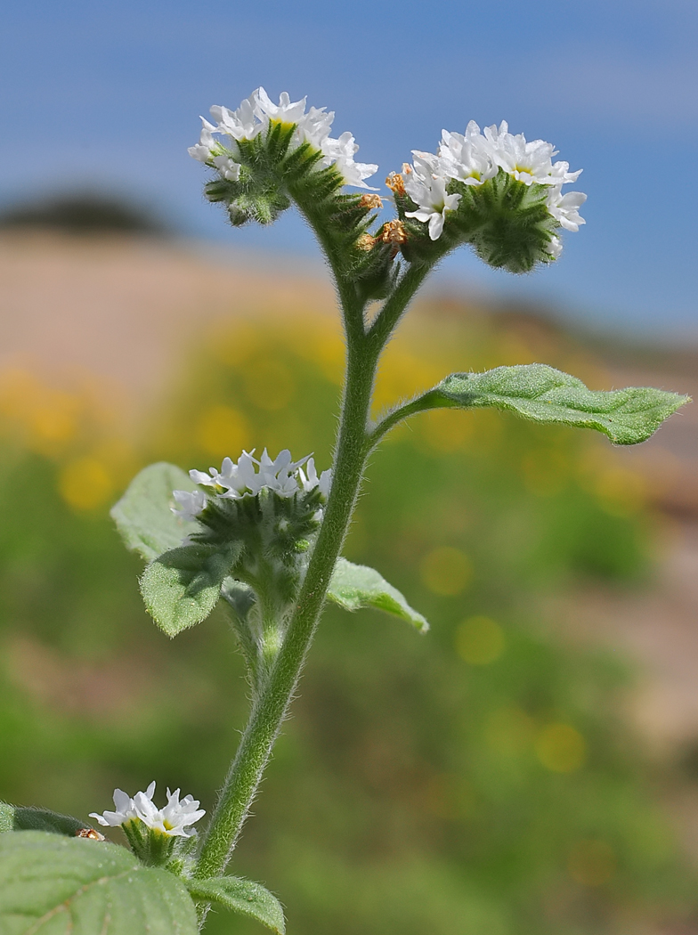 Heliotropium europaeum