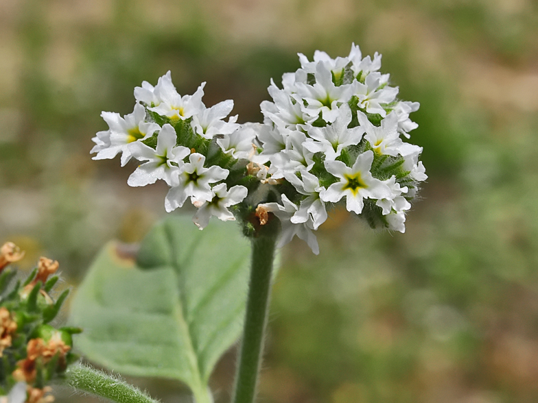 Heliotropium europaeum