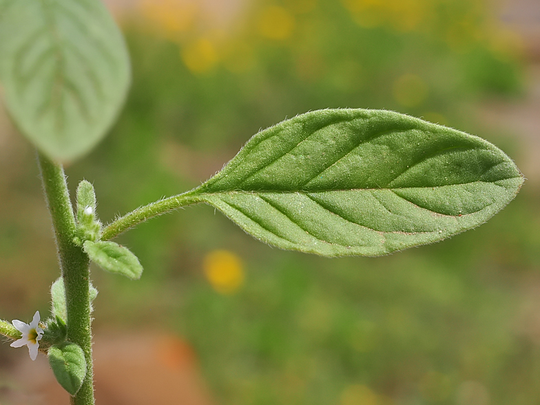 Heliotropium europaeum