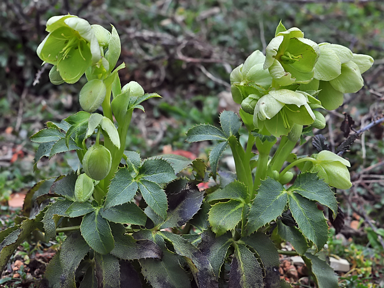 Helleborus corsicus