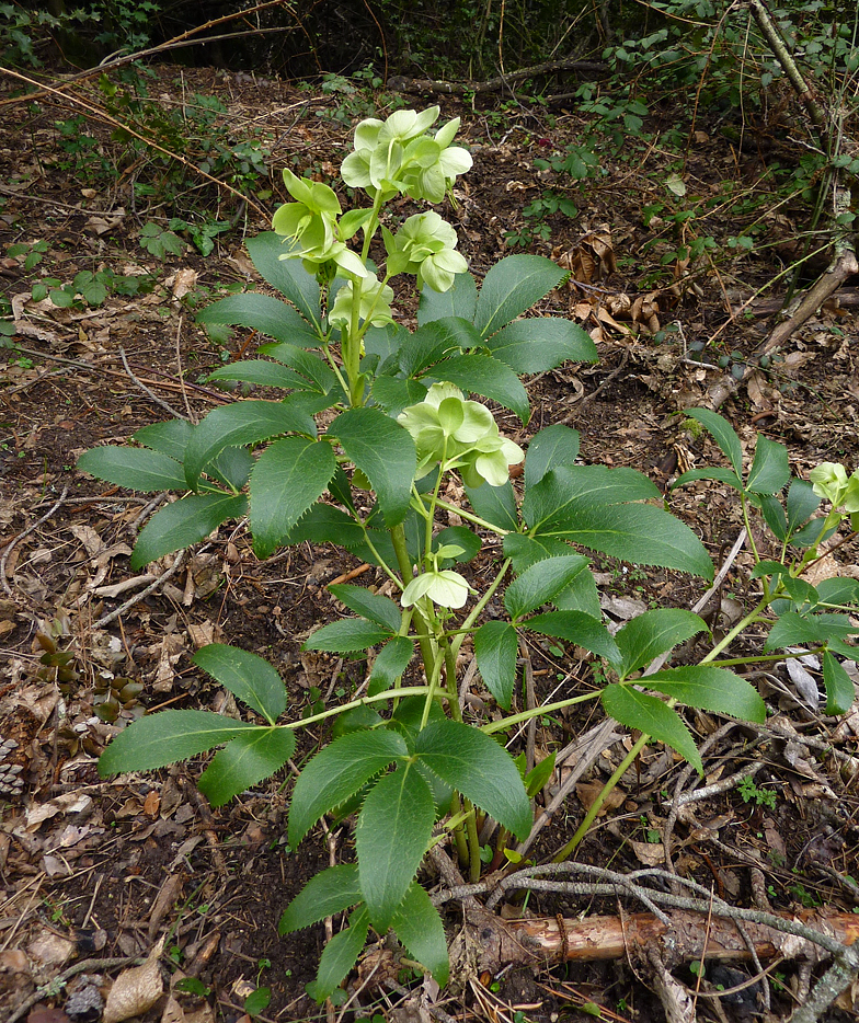 Helleborus corsicus