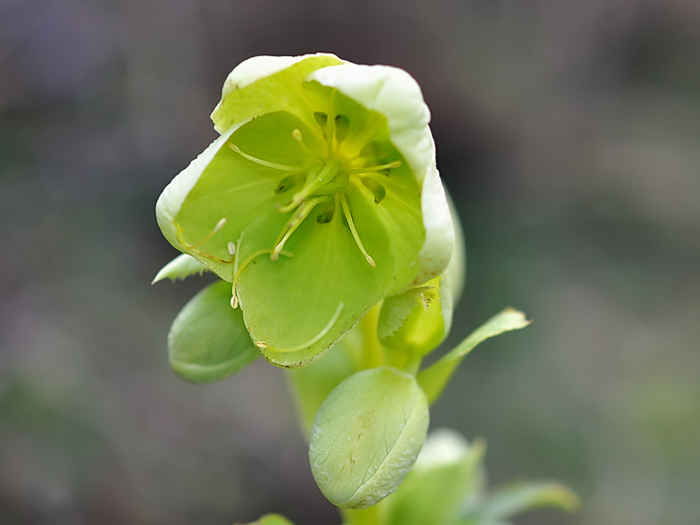 Helleborus corsicus