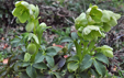 Helleborus corsicus