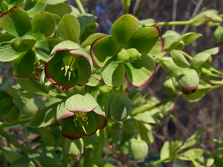 Helleborus foetidus