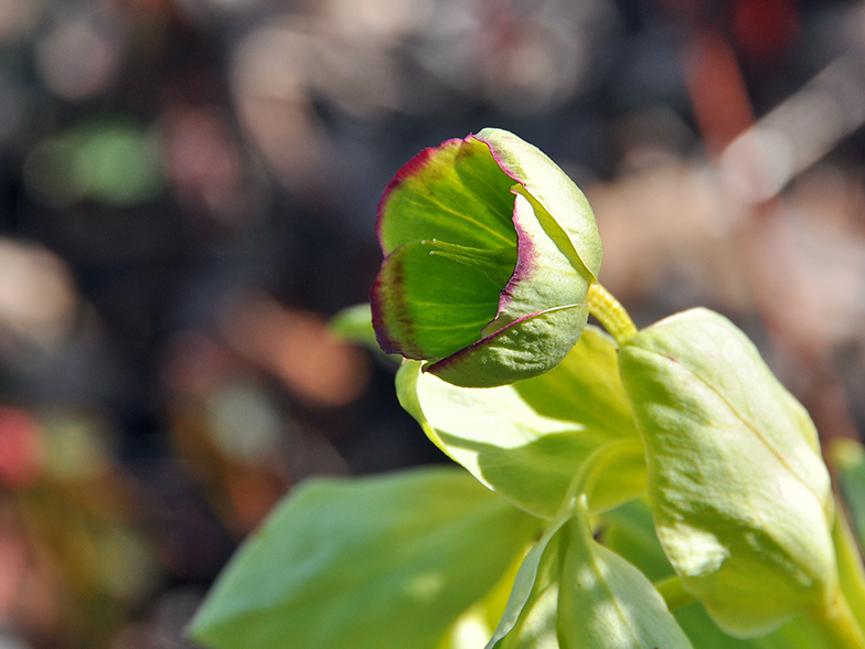 Helleborus foetidus