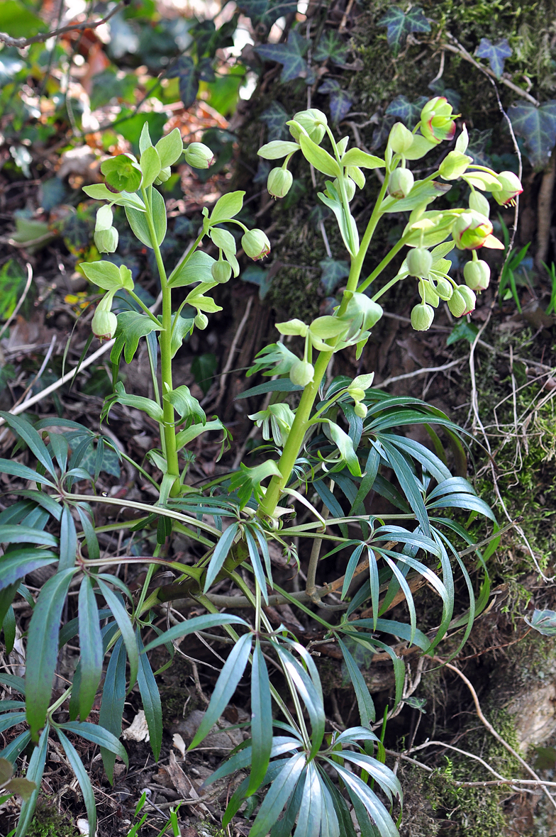 Helleborus foetidus