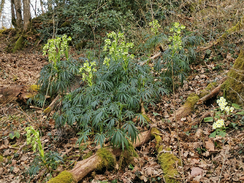 Helleborus foetidus