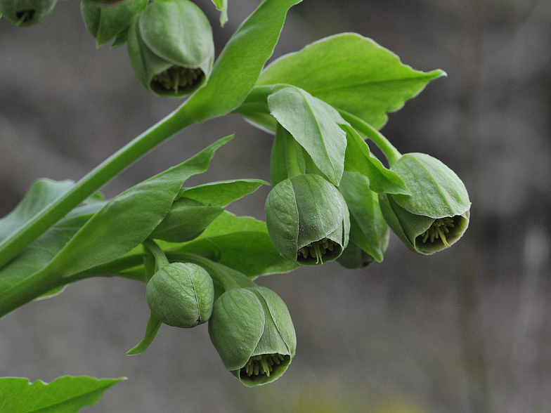 Helleborus foetidus