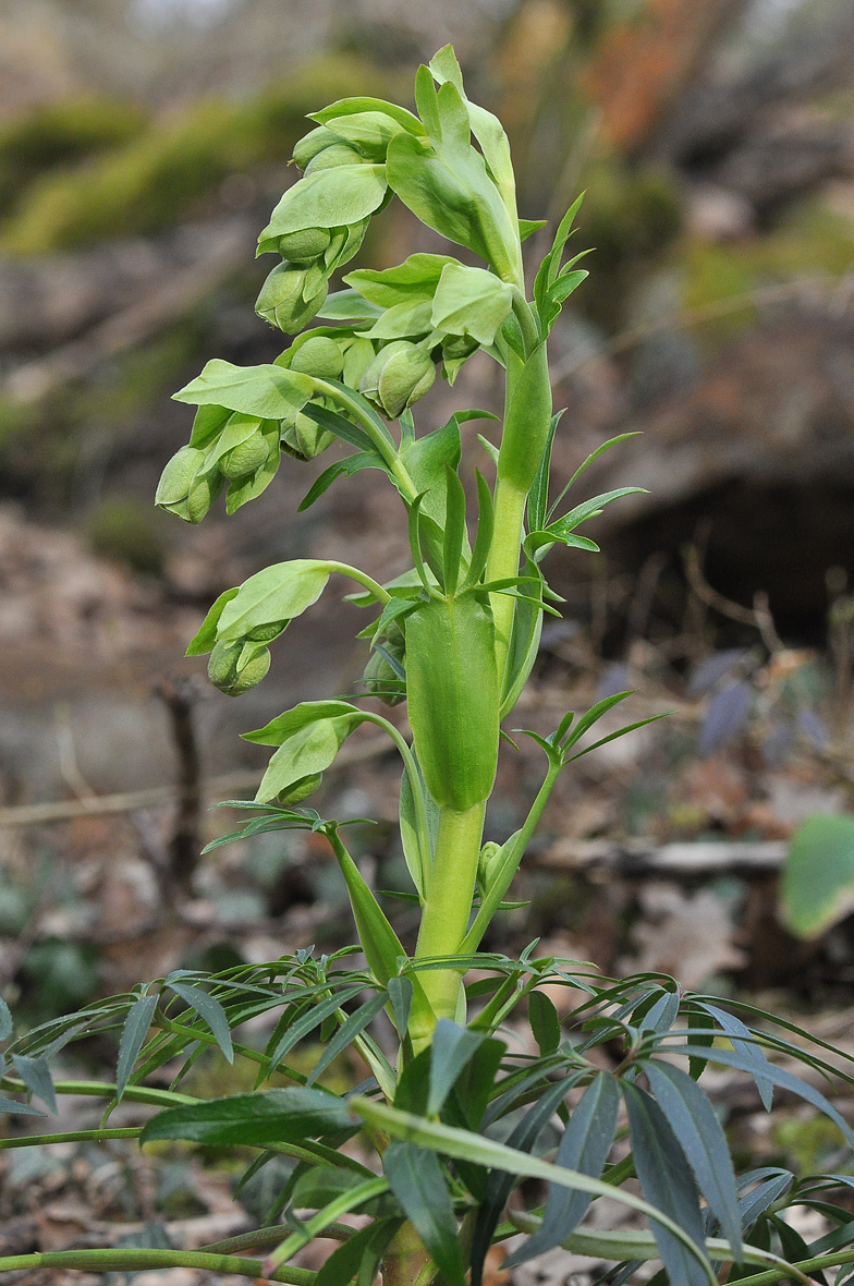 Helleborus foetidus