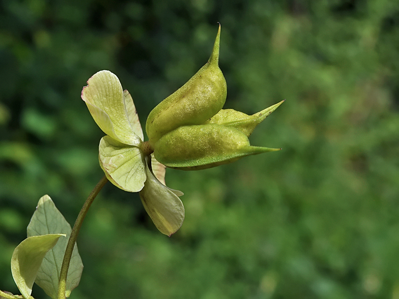 Helleborus foetidus