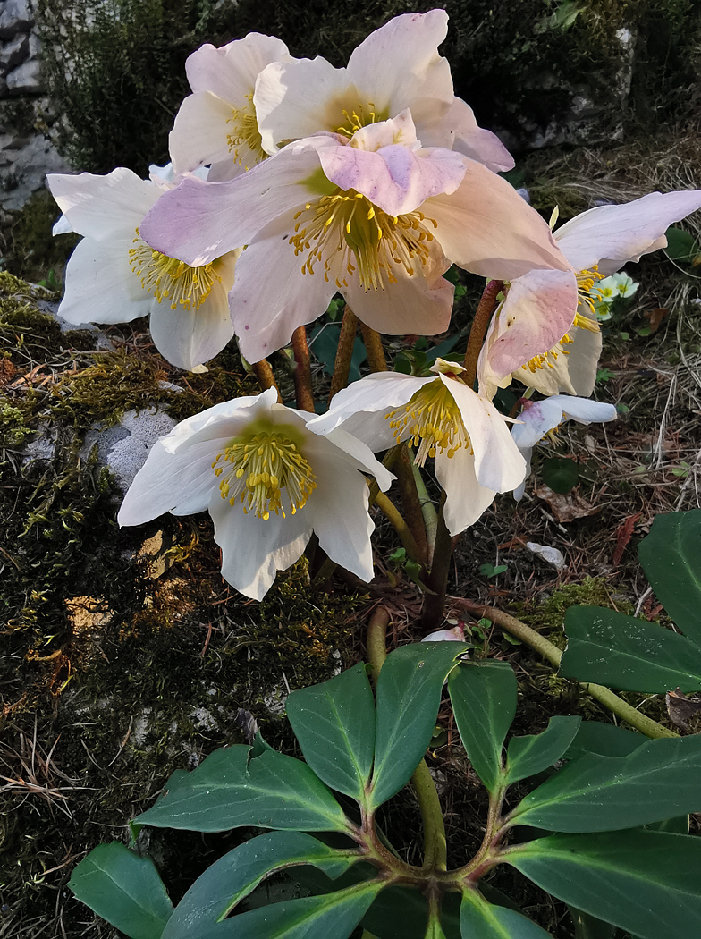 Helleborus niger