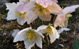 Helleborus niger