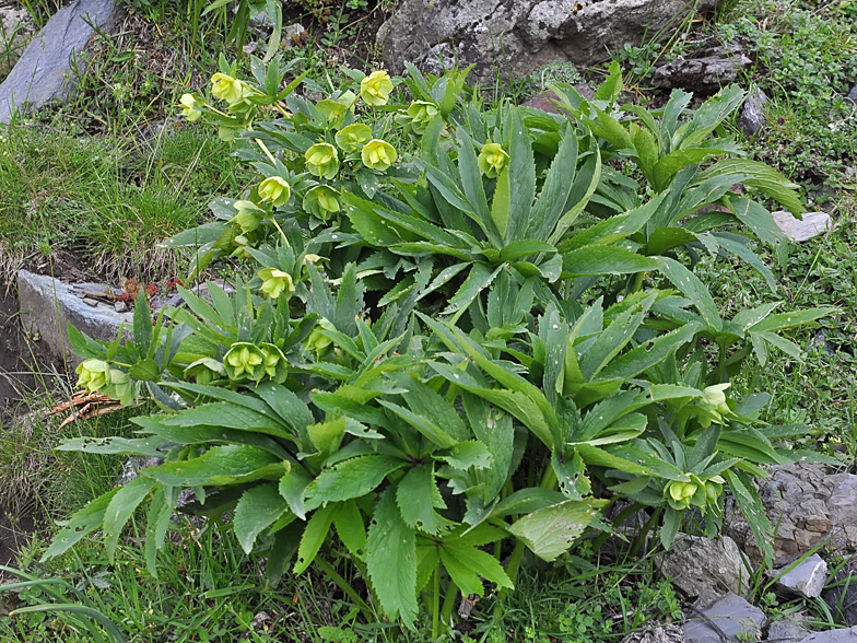 Helleborus viridis