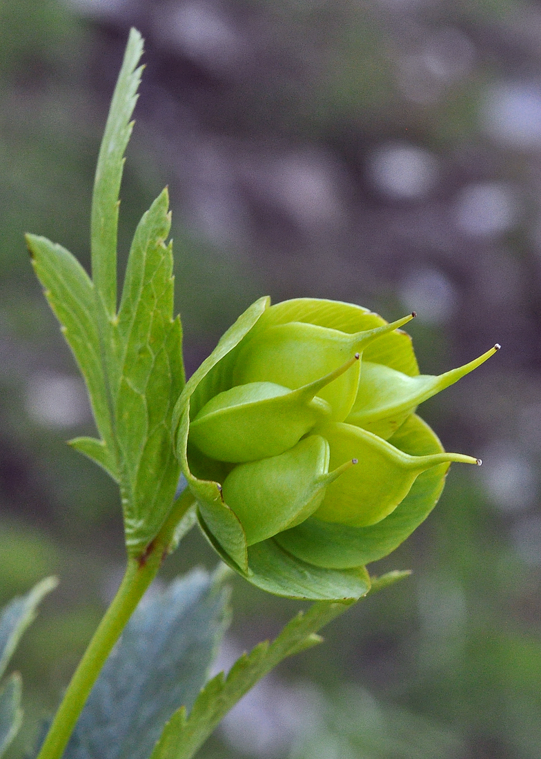 Helleborus viridis