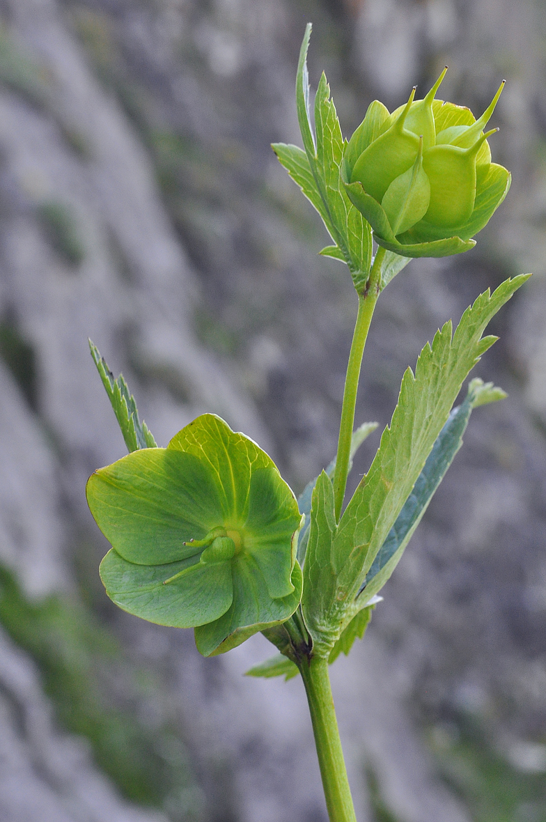 Helleborus viridis