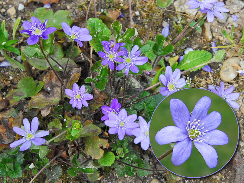 Hepatica nobilis