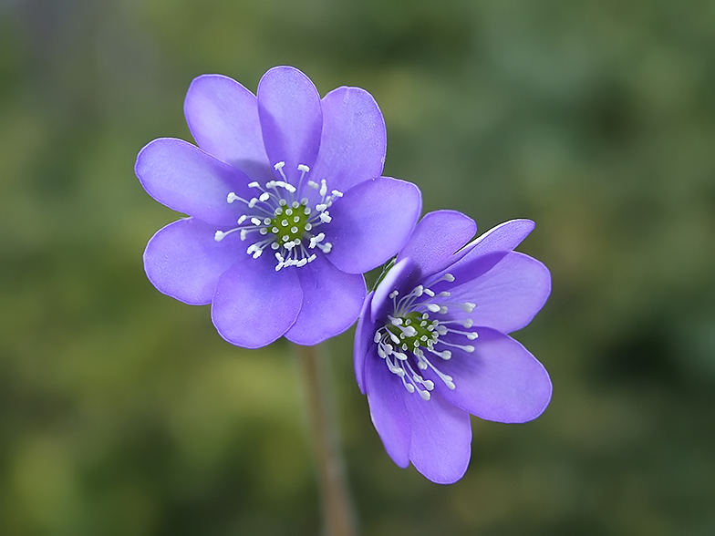 hepatica nobilis