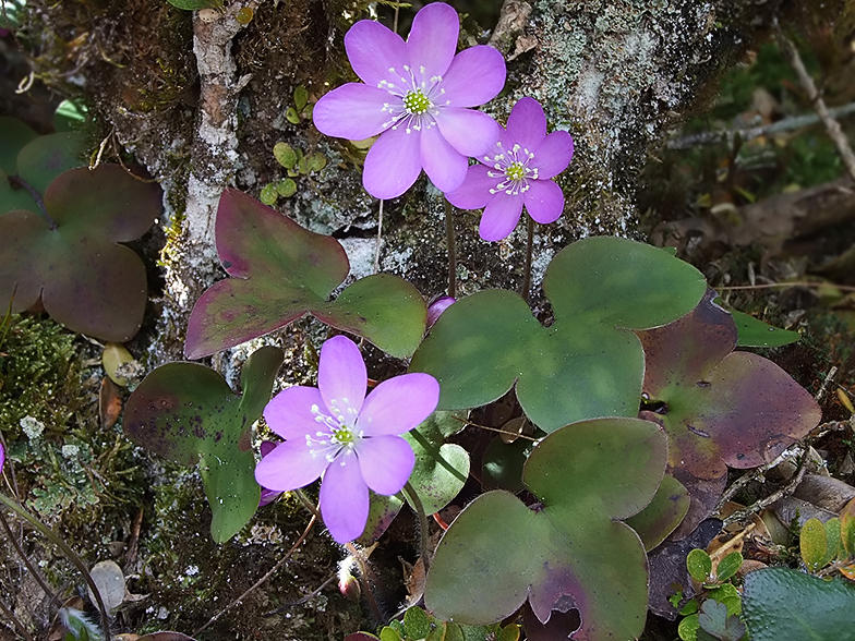 hepatica nobilis