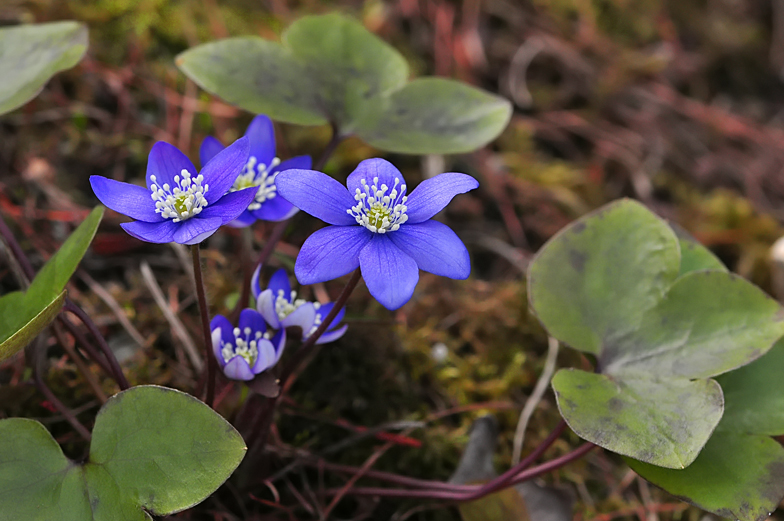 Hepatica nobilis