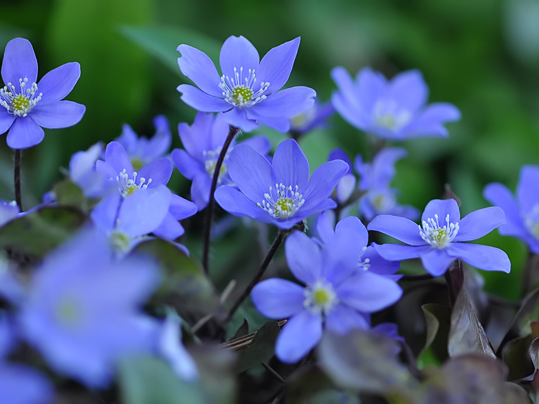 Hepatica nobilis