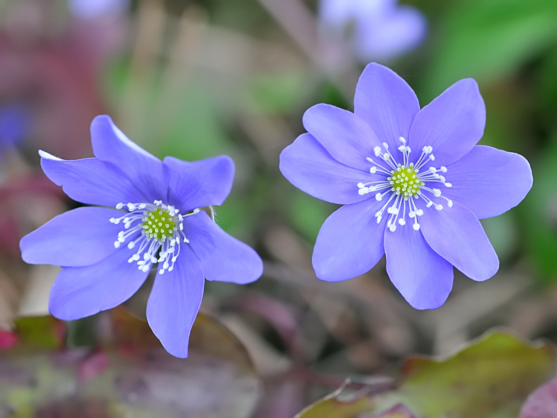 Hepatica nobilis