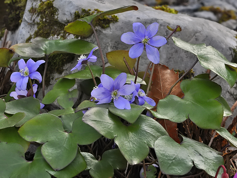 Hepatica nobilis