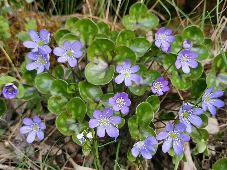 Hepatica nobilis