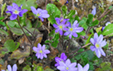 Hepatica nobilis