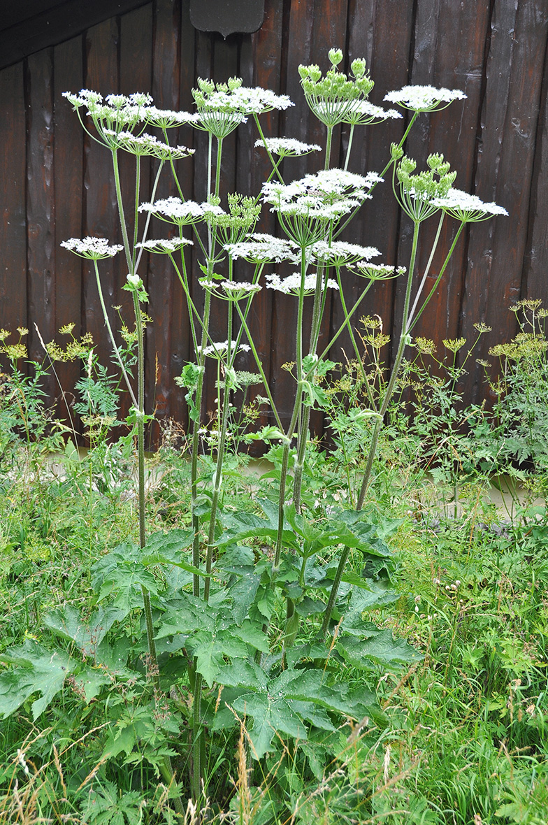 Heracleum sphondylium