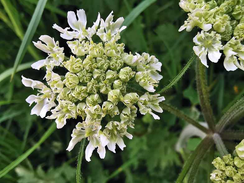 Heracleum sphondylium