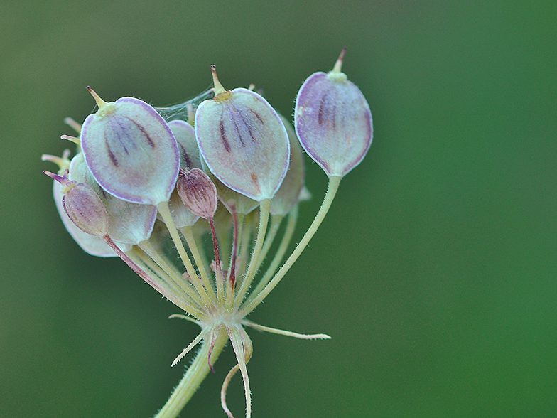 Heracleum sphondylium