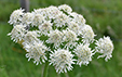 Heracleum sphondylium