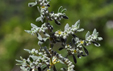 Herniaria incana