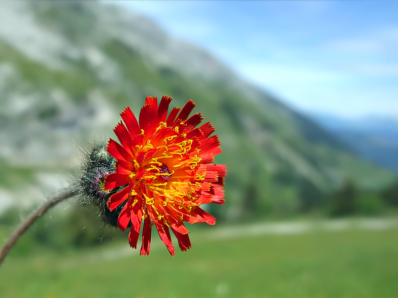 Hieracium aurantiacum