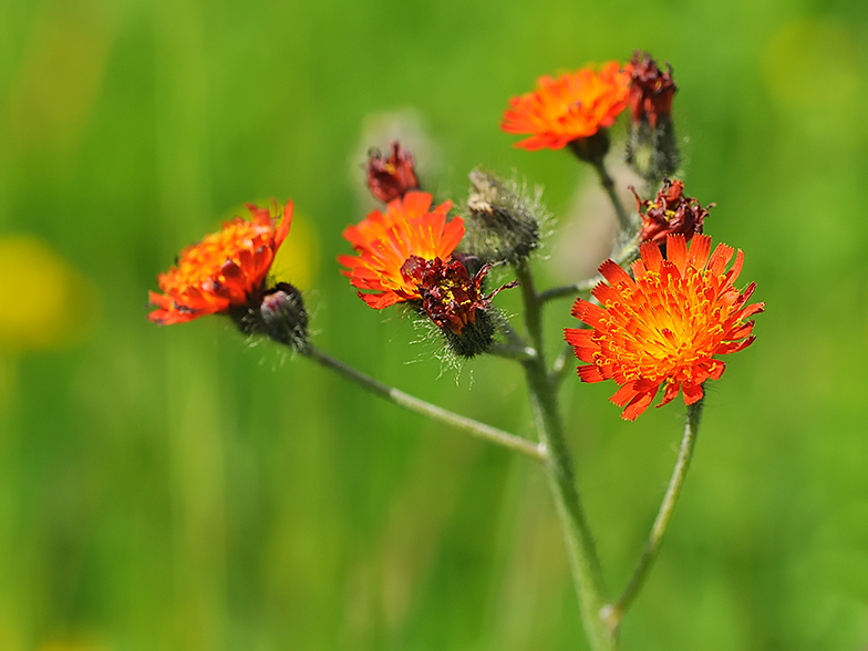 Hieracium aurantiacum