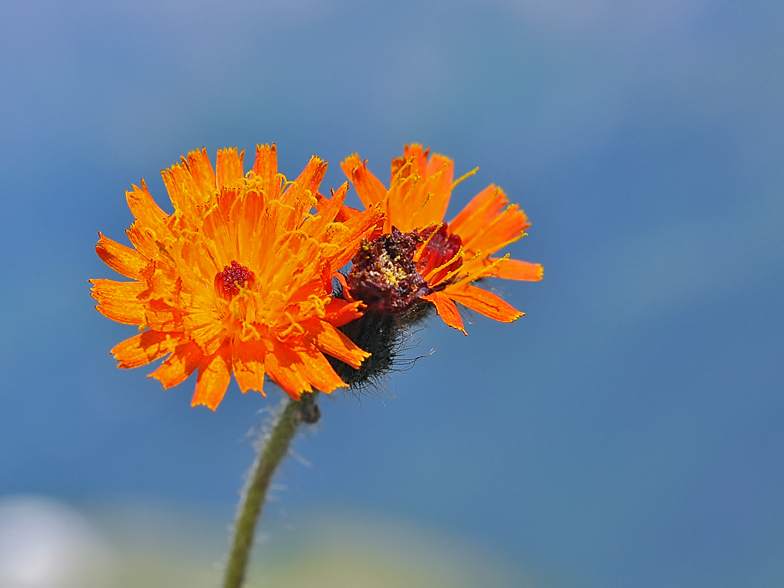 Hieracium aurantiacum