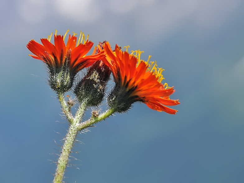 Hieracium aurantiacum