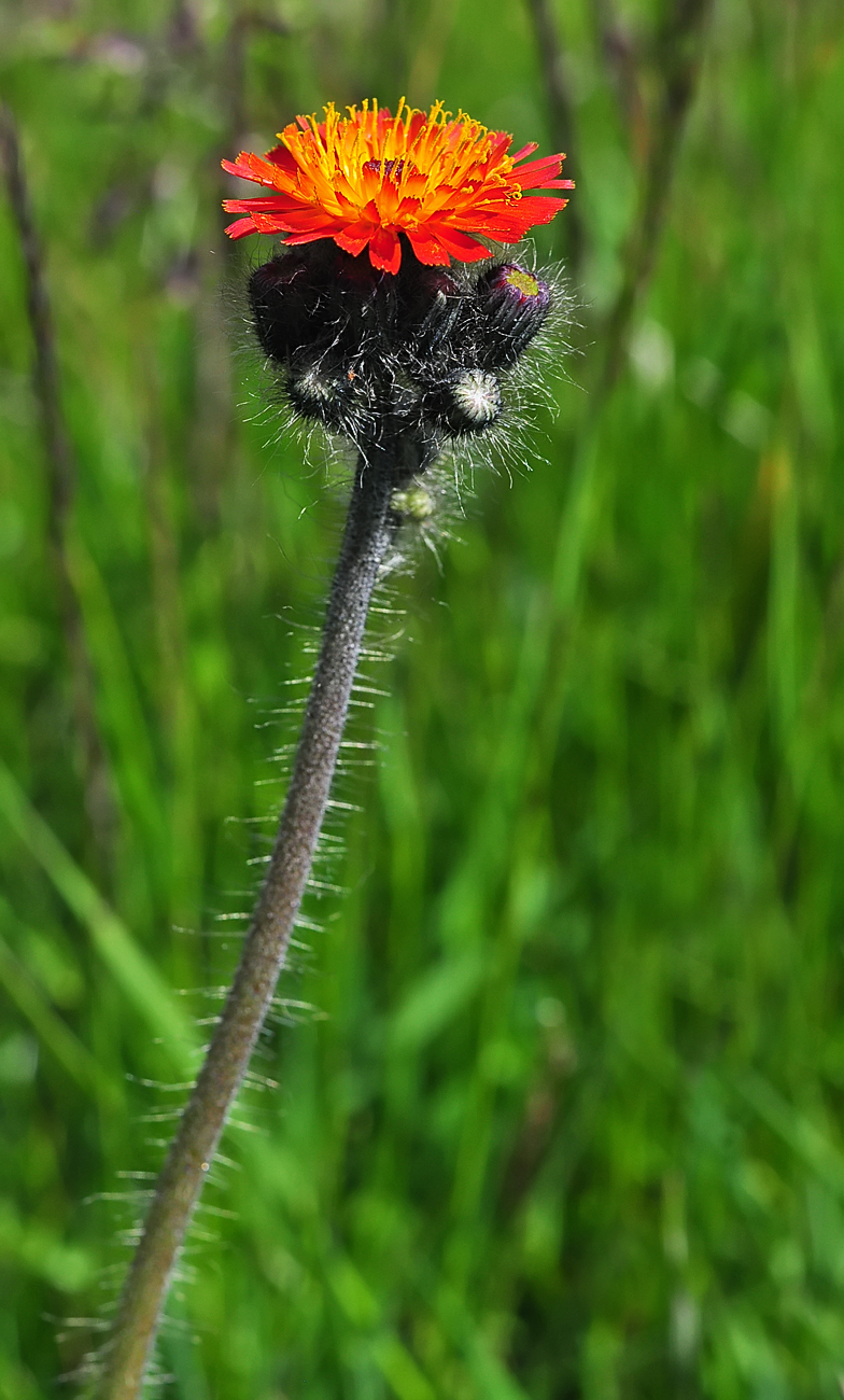 Hieracium aurantiacum