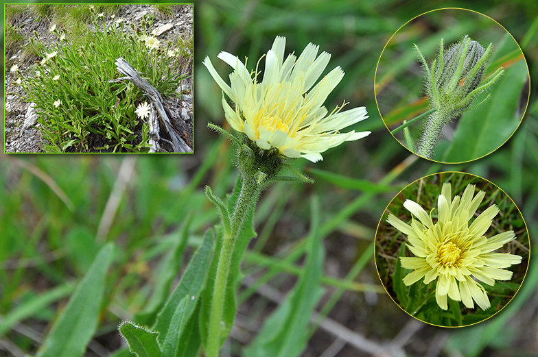 Hieracium intybaceum