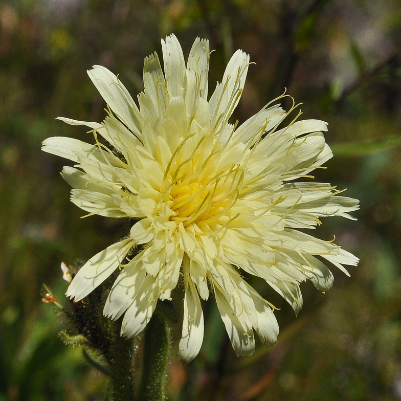 Hieracium intybaceum