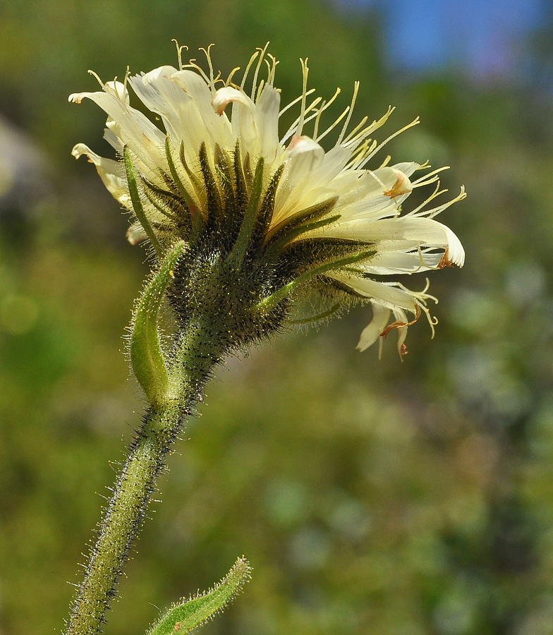 Hieracium intybaceum