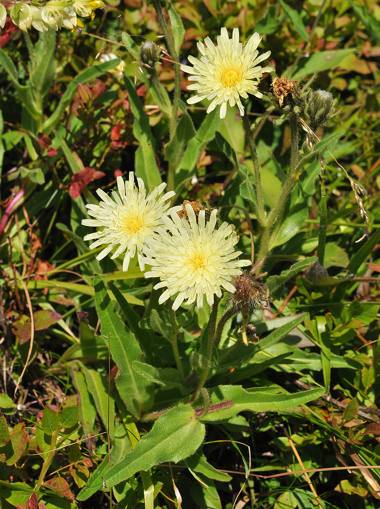 Hieracium intybaceum