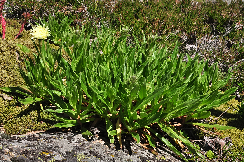 Hieracium intybaceum