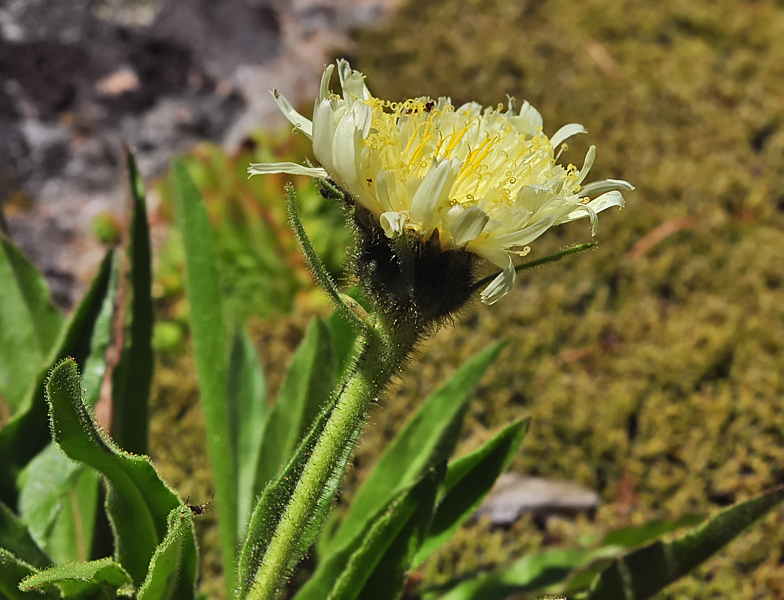 Hieracium intybaceum